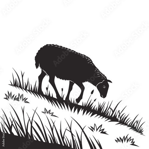 Foto Single detailed silhouette of an ovine sheep grazing on a sloped grassy meadow w