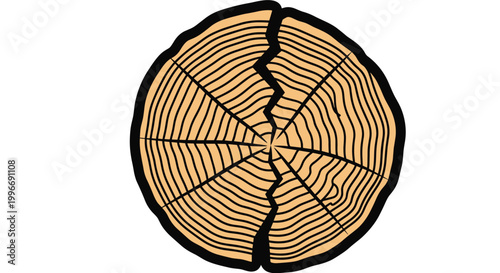 Cross section of a tree trunk shows detailed growth rings and a prominent vertical crack against a plain white background.