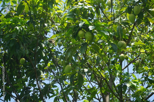 mango tree