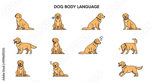 Detailed infographic displays various body language poses and behaviors of a golden retriever dog to help understand pet signals.