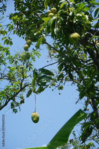 mango tree