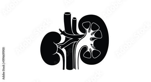 kidney silhouette on transparent background high quality professional