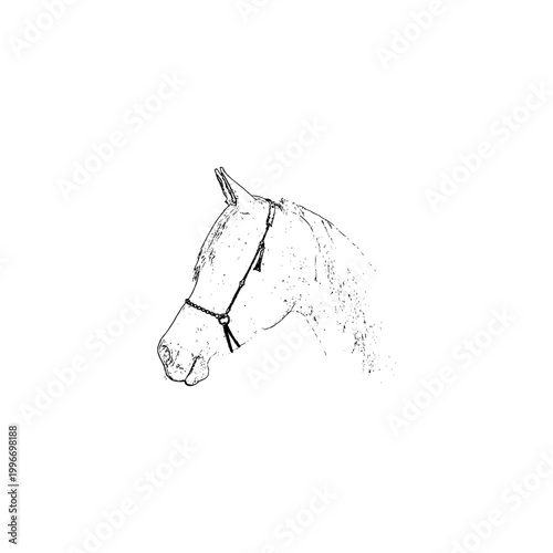 Minimalist Line Art Sketch of a Horse Head with Halter