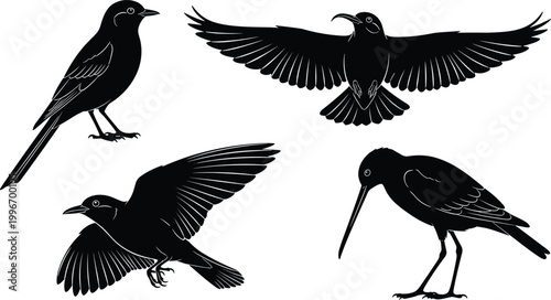 Bird silhouettes, perched and flying poses, long tail, curved beak, wading bird posture, animal icons, black shapes, flat vector illustration