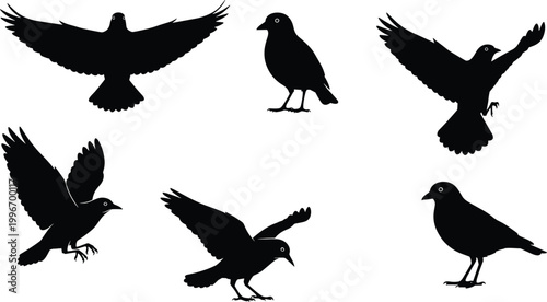 Black crow and raven silhouettes set, flying landing and standing bird poses, detailed wing positions, minimalist wildlife illustration isolated on light background