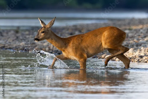 Fototapeta Roe deer Capreolus capreolus 
