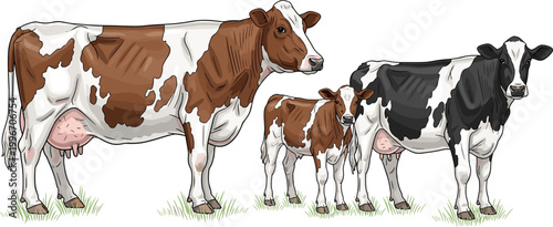 Dairy cows and calf illustration with realistic farm animals, livestock collection for agriculture, milk production and rural farming concept
