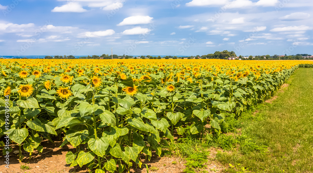 Fototapeta premium Champ de tournesols 