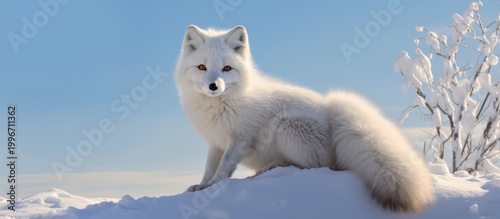 A majestic Arctic fox gazes out from its frozen kingdom under a brilliant winter sun.