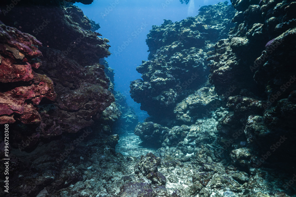 Fototapeta premium Tropical Reef Ecosystem Under Bright Natural Sunlight