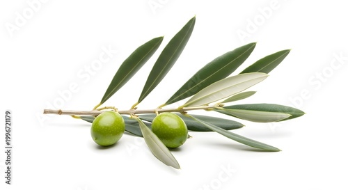 Olive branch with green olives and leaves on a white background