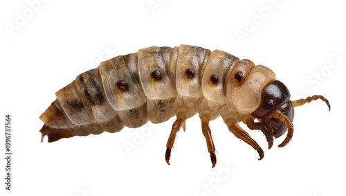 Cuadro en lienzo Brown and beige segmented grub larva with dark brown mandibles, isolated on tran