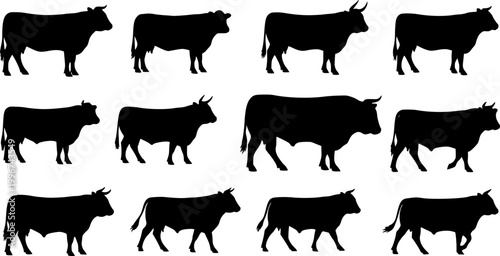 cow silhouette Vector set, cattle silhouettes, diverse breed of cows. Ideal for farm, ranch branding. Perfect for logos, decals. Black, white background. Bulls, cows, standing, walking, running