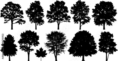various deciduous trees silhouettes on the white background
