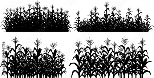 A black corn field. Maize field silhouette design vector illustration