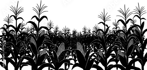 A black corn field. Maize field silhouette design vector illustration