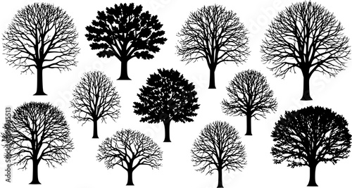 various deciduous trees silhouettes on the white background. vector set. PNG white background
