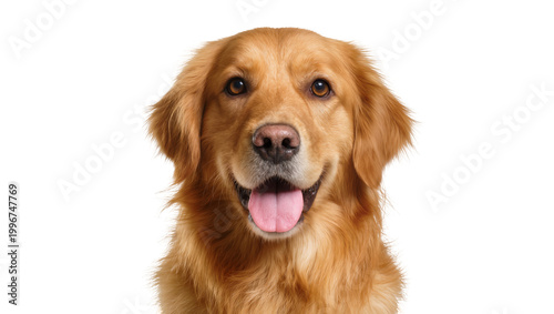 Photography Golden Retriever dog head with open mouth and tongue out, isolated on transparen