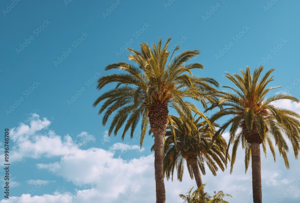 Obraz premium Vibrant Palm Trees Against a Clear Blue Sky with Wispy Clouds