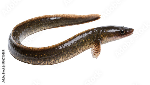 Fotografie Small brown eel with speckled skin, isolated on transparent background
