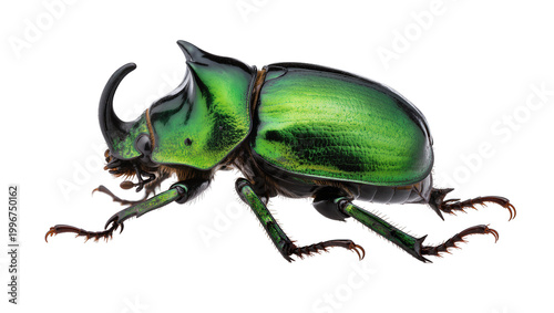 Tableau sur toile Shiny green rhinoceros beetle with prominent horn, isolated on transparent backg