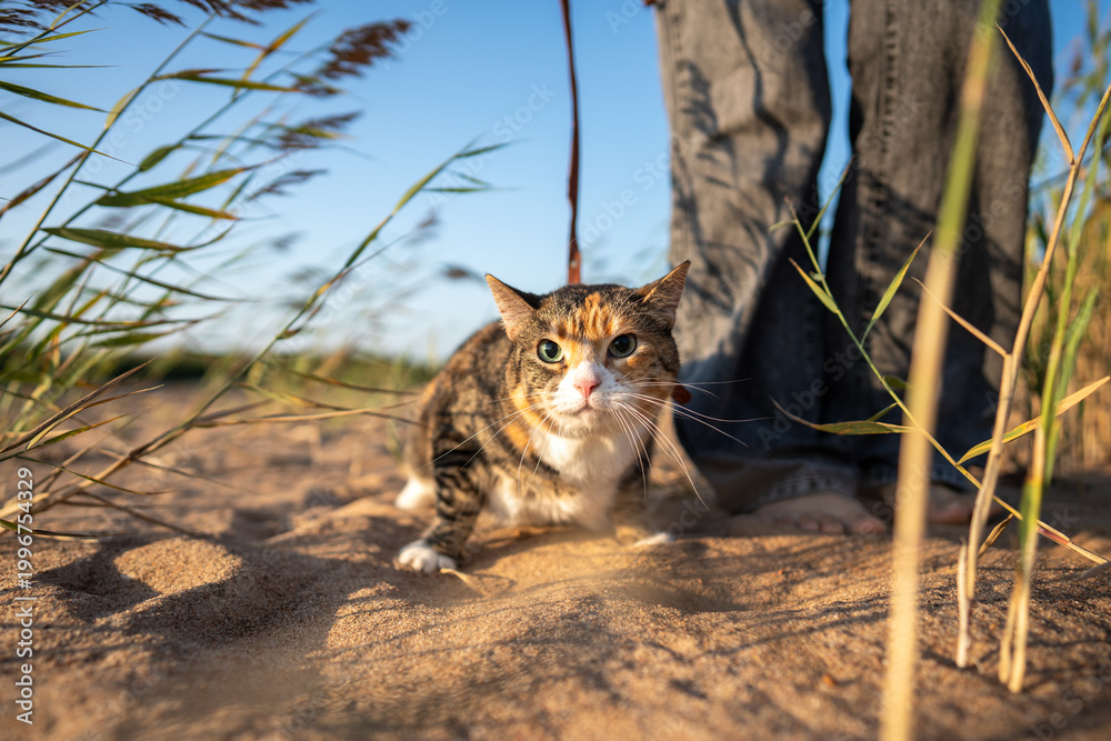 Obraz premium Curious calico cat with leash on sandy beach enjoying coastal adventure near owner. Interested tabby kitty outside in sunny day, exploring new environment with pet lover. Cat traveler, outdoor life.