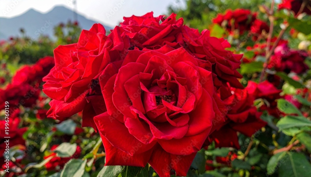 Fototapeta premium Vibrant red roses in full bloom