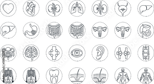 Human anatomy circular icon set organs heart lungs brain stomach liver kidney skeleton tooth eye ear medical vector artwork illustration