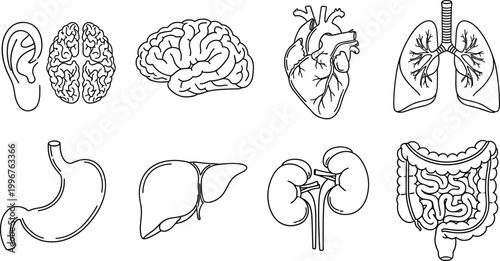 Human organ anatomy icon set medical diagram brain lungs heart stomach liver kidney intestines ear eye vector artwork illustration design