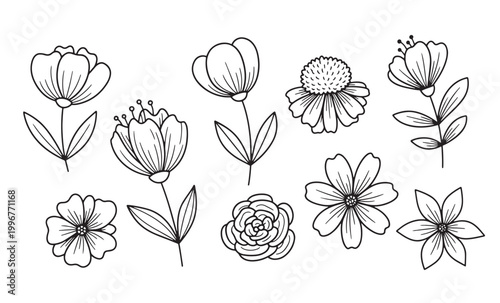 Botanical sketch collection delicate floral illustrations in black and white