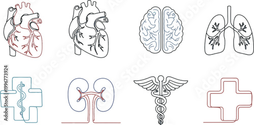Human Internal Organs and Medical Symbols Icon Set: Heart, Brain, Lungs, Kidneys, Caduceus and Medical Cross in Line Art Style.