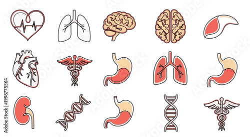 Human internal organs icons set featuring heart, lungs, brain, stomach, kidney, DNA helix, and caduceus symbol for medical and healthcare design.