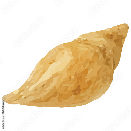 Curved Cone Seashell Marine Ocean Shell Beach Natural Coastal Design