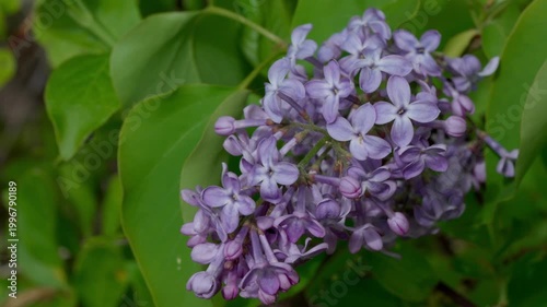 Common lilac blooming in Lithuania May. Close-up of lush purple panicles. Small flowers and details of spring shrub blossoms.