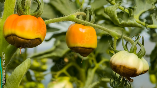 Close-up of ripening tomatoes affected by blossom end rot showing dark sunken lesions at the bottom of fruits on a green vine.