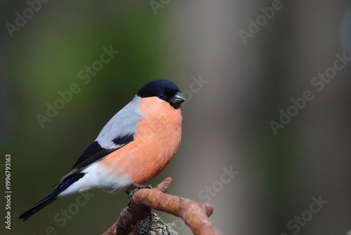 Bullfinch