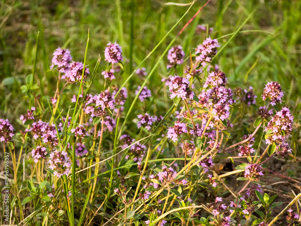 Fototapeta premium Close-up of wild thyme (Thymus serpyllum) blooming with small pinkish-purple flowers among green grass blades outdoors.