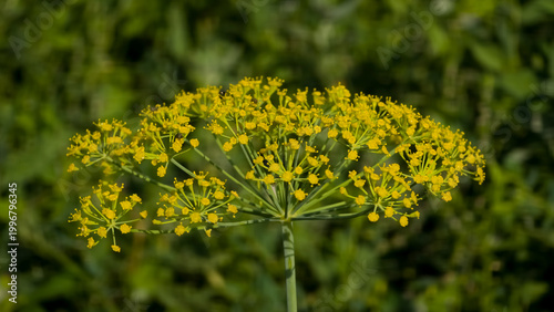 Fotografía Close-up of bright yellow dill umbrella flower (Anethum graveolens) blooming outdoors against a blurred green foliage background
