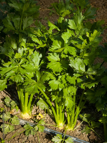 Lush green celeriac plant (Apium graveolens var. rapaceum) with healthy serrated leaves growing in garden soil with drip irrigation.