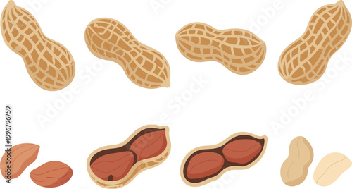 Peanut set, whole shelled and kernels, healthy snack food vector illustration collection