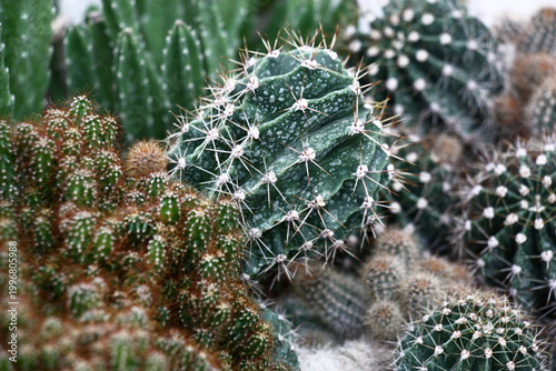 Fragments of many cactuses in one place. Small part of a big collection.