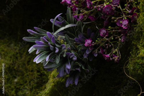 : Purple Oyster Plant Nestled in Mossy Woodland