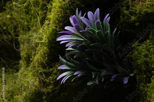 : Purple Oyster Plant Nestled in Mossy Woodland
