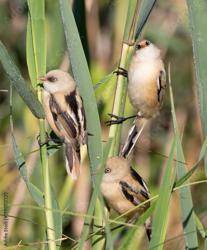Juvenile Bearded Reedling with Prey in Beak Perched on Reed Stems with Others