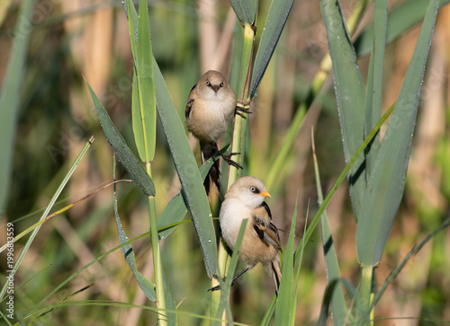 Young Bearded Reedling Pair (Juveniles) Perched on Wetland Reeds