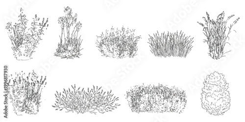 Set of hand drawn sketch plants shrubs bushes and wild grass illustrations for garden design
