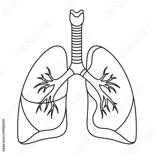 Human lungs bronchial tree line art outline