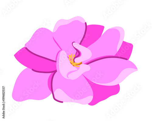 A vector illustration of a damask rose. The pink flower is isolated in a flat style, a symbol of love. The Bulgarian rose is used to produce essential oil and is grown for cosmetic purposes in Iran.