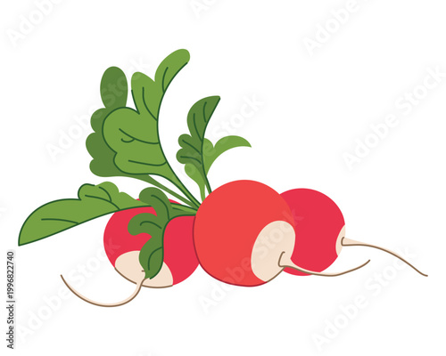 An arrangement of red radishes with white tips and lush green foliage. Flat style vector illustration. The crisp root vegetables lie on a table.