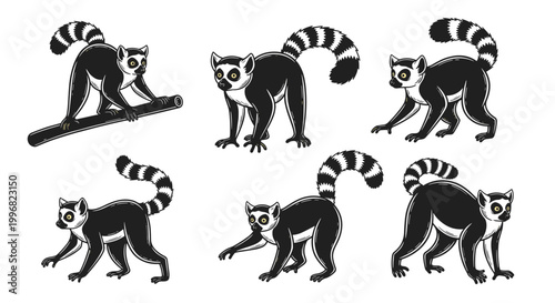 Collection of Ring-Tailed Lemur Poses in Black and White.
